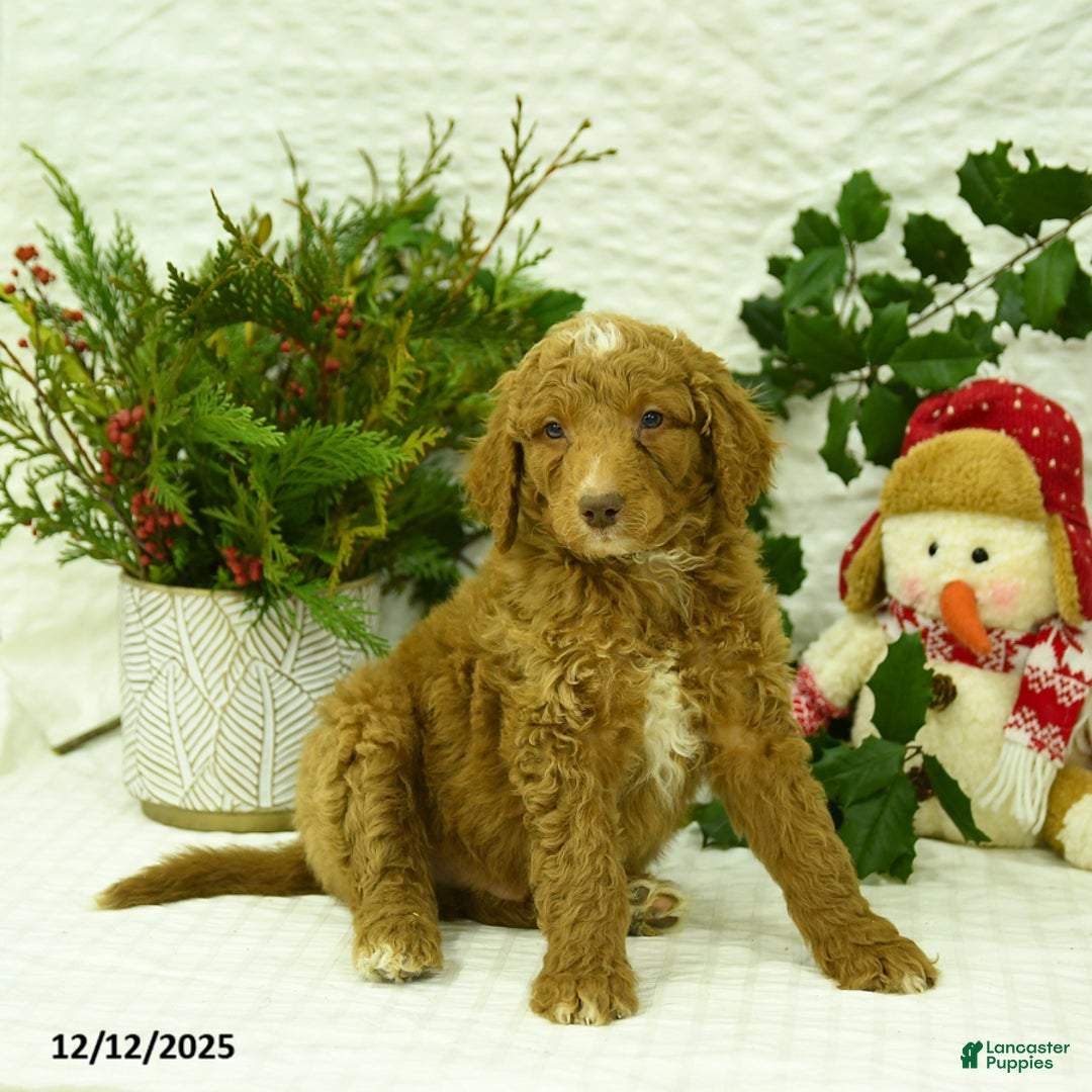 Goldendoodle dogs for sale: Komet - Ad 2