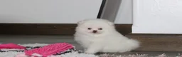 Pomeranian dogs for sale: Reese - Ad 6