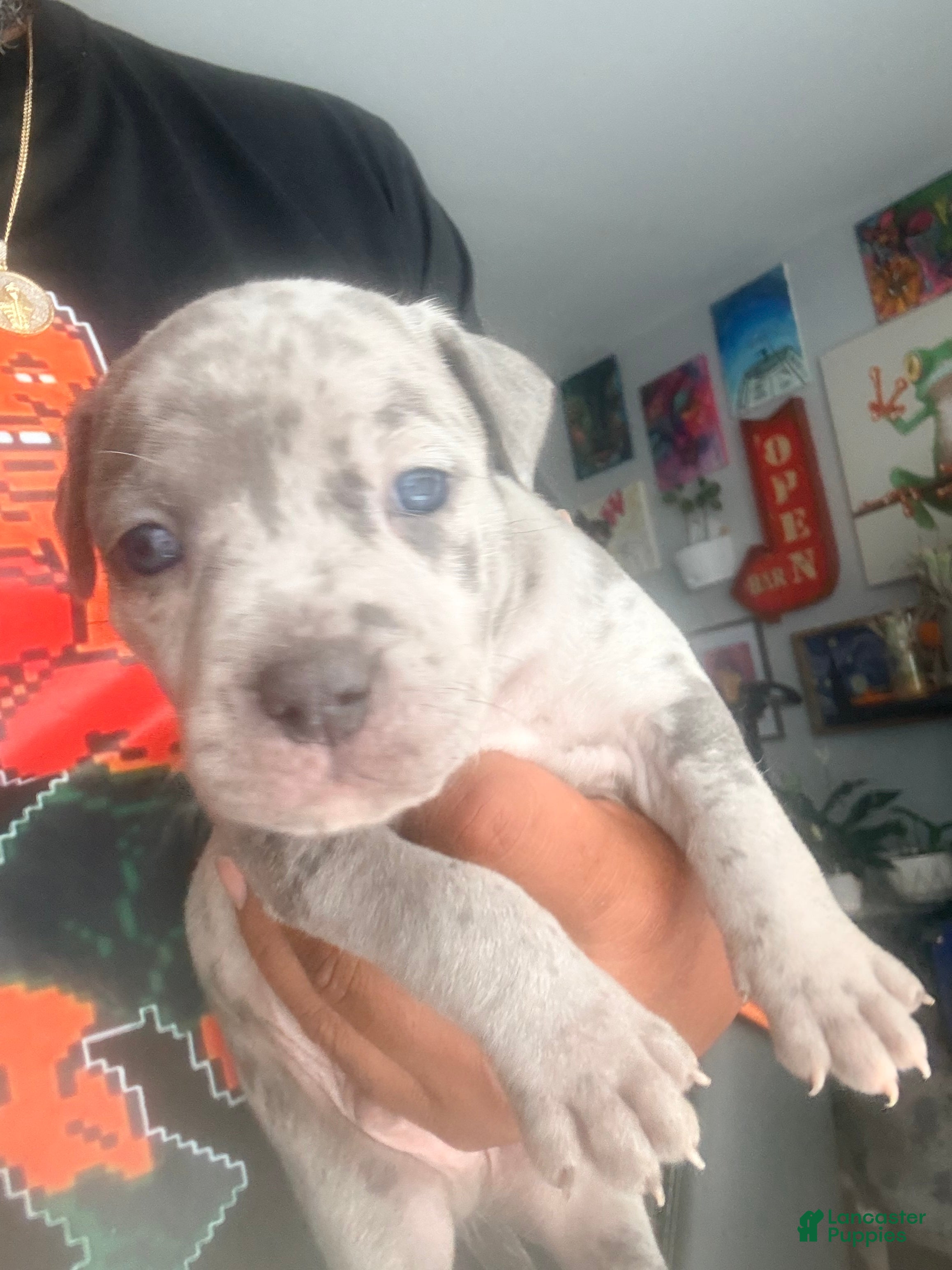 Mixed Breed dogs peppa - Ad 2