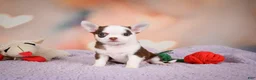 Chihuahua dogs for sale: JOLENE - Ad 4
