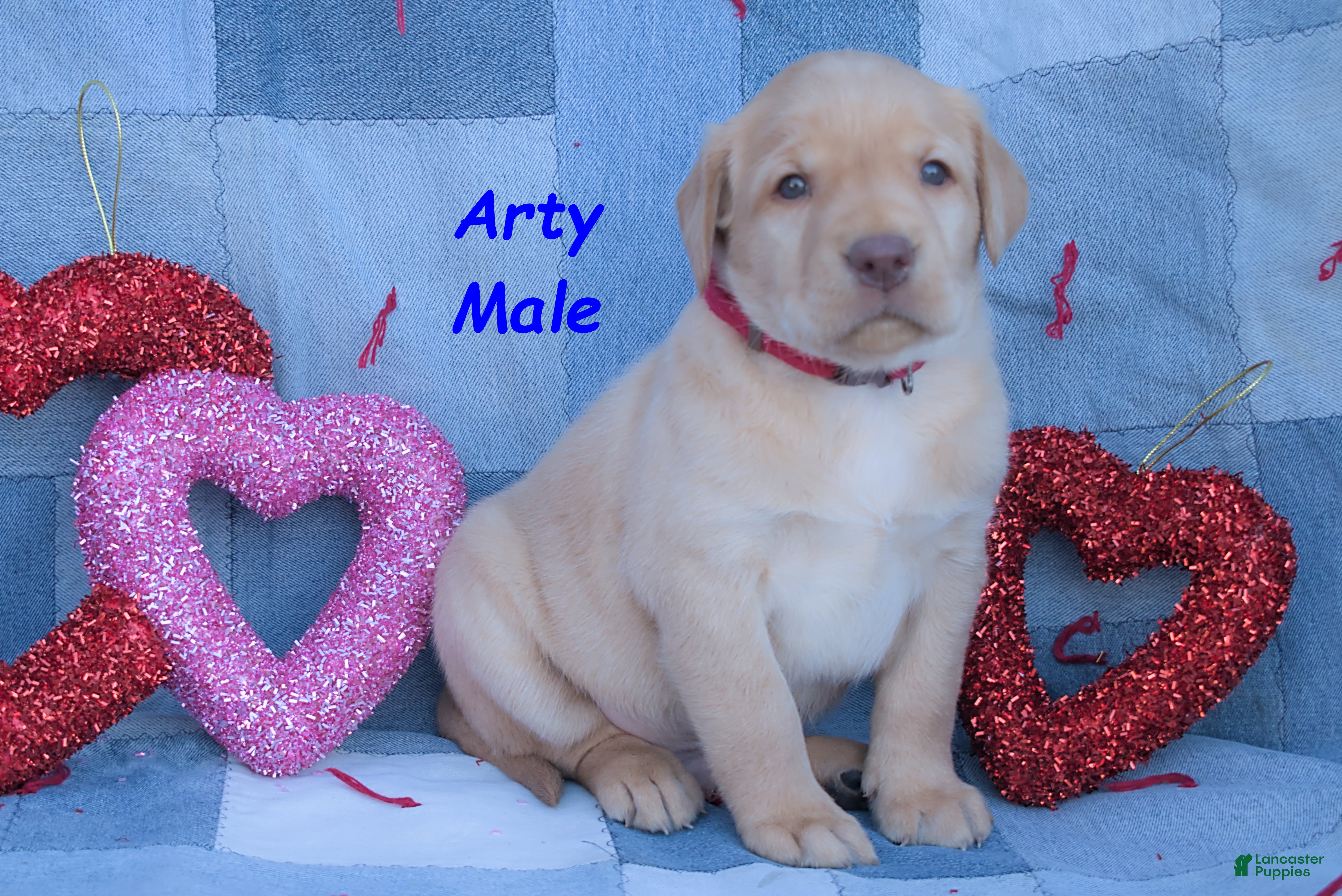 Labrador Retriever dogs Arty - Ad 2