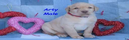 Labrador Retriever dogs for sale: Arty - Ad 2