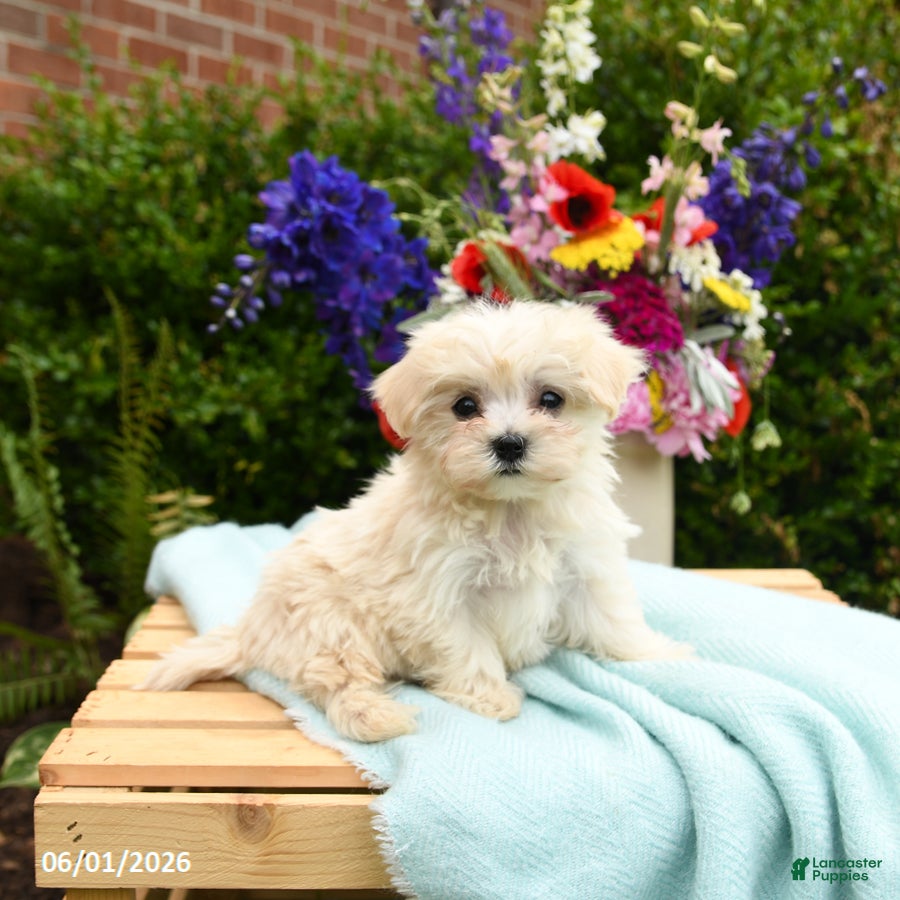 Maltese dogs for sale: Casper - Ad 1