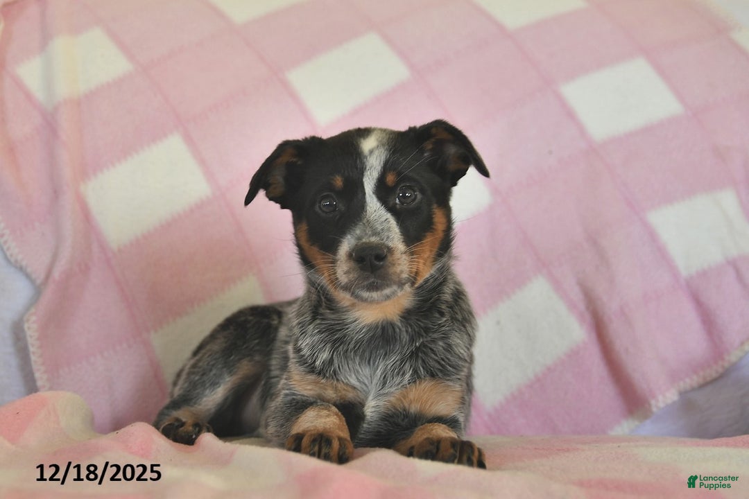 Australian Cattle Dog dogs for sale: Sandy  - Ad 2