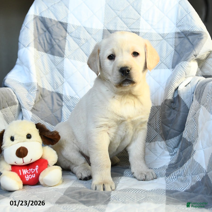 Labrador Retriever dogs Pumpkin - Ad 39