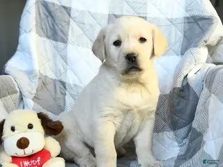 Labrador Retriever dogs Pumpkin - Ad 39