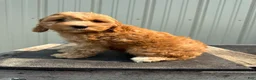 Cockapoo dogs for sale: Callie - Ad 3