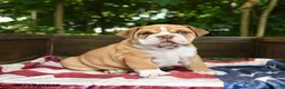 Olde English Bulldogge dogs for sale: Simbo - Ad 1