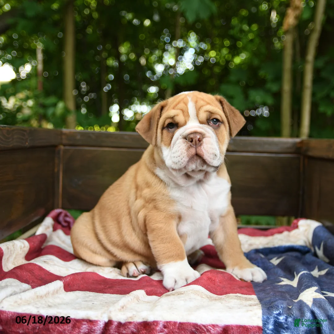 Olde English Bulldogge dogs for sale: Simbo - Ad 1