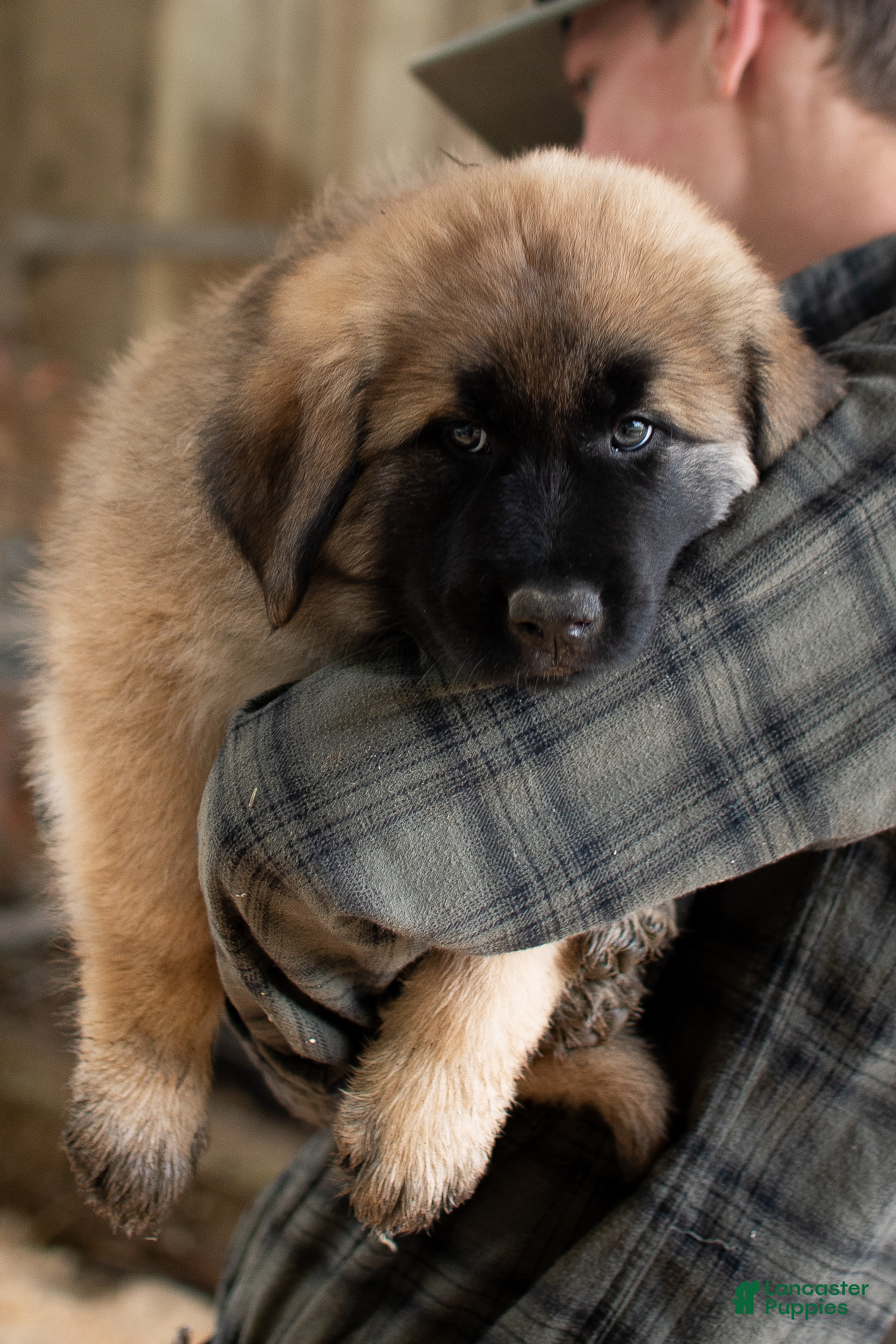 Estrela Mountain Dog dogs Adalind "Noble Shield" - Ad 5