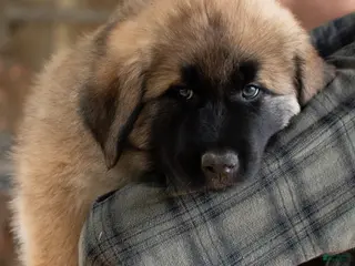 Estrela Mountain Dog dogs Adalind "Noble Shield" - Ad 5