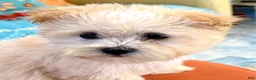 Maltipoo dogs for sale: Maltipoo 1 - Ad 7