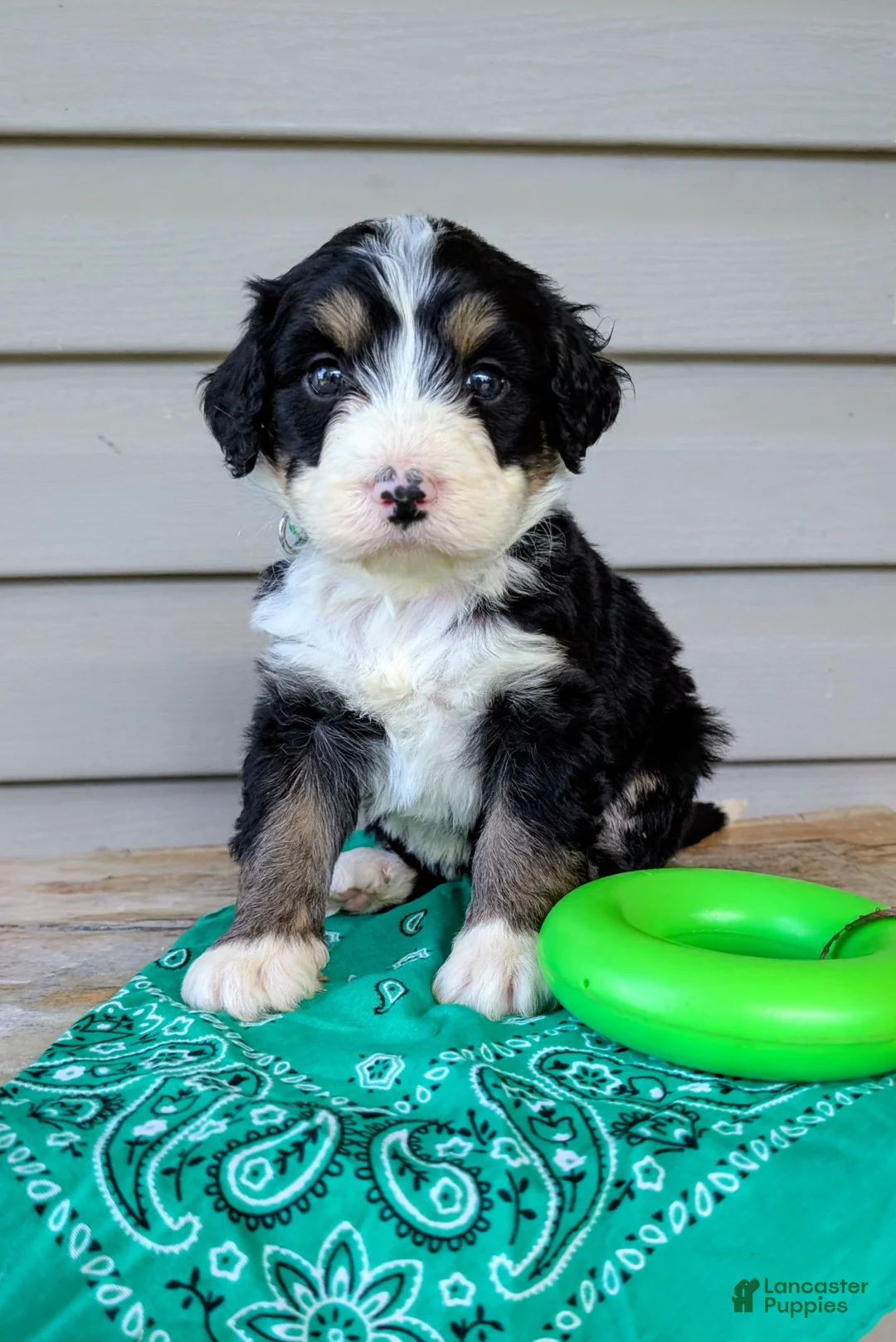 Bernedoodle dogs for sale: BEAR CUB - Ad 1