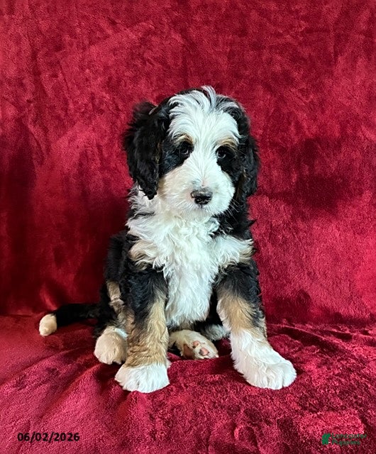 Mini Bernedoodle dogs for sale: King - Ad 1