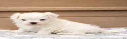 Maltese dogs for sale: Thomas Maltese Puppy - Ad 5