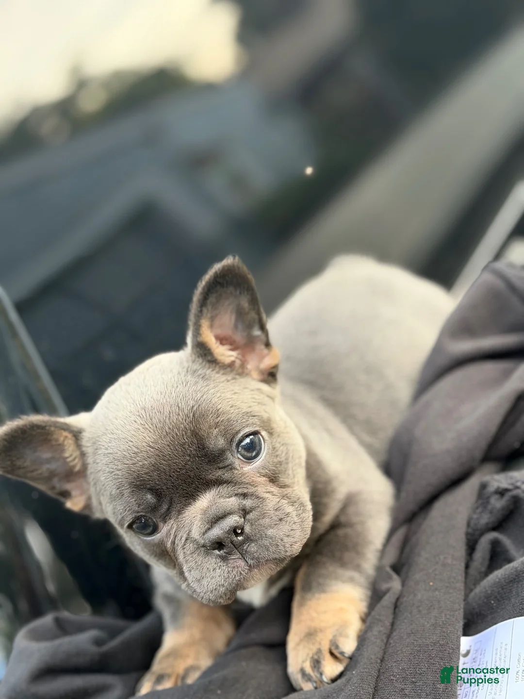 French Bulldog dogs for sale: French Bulldog 1 - Ad 2