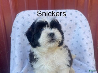 Shihpoo dogs - Ad 12