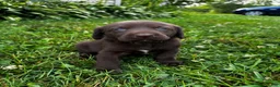 Labrador Retriever dogs for sale: Shelly - Ad 6