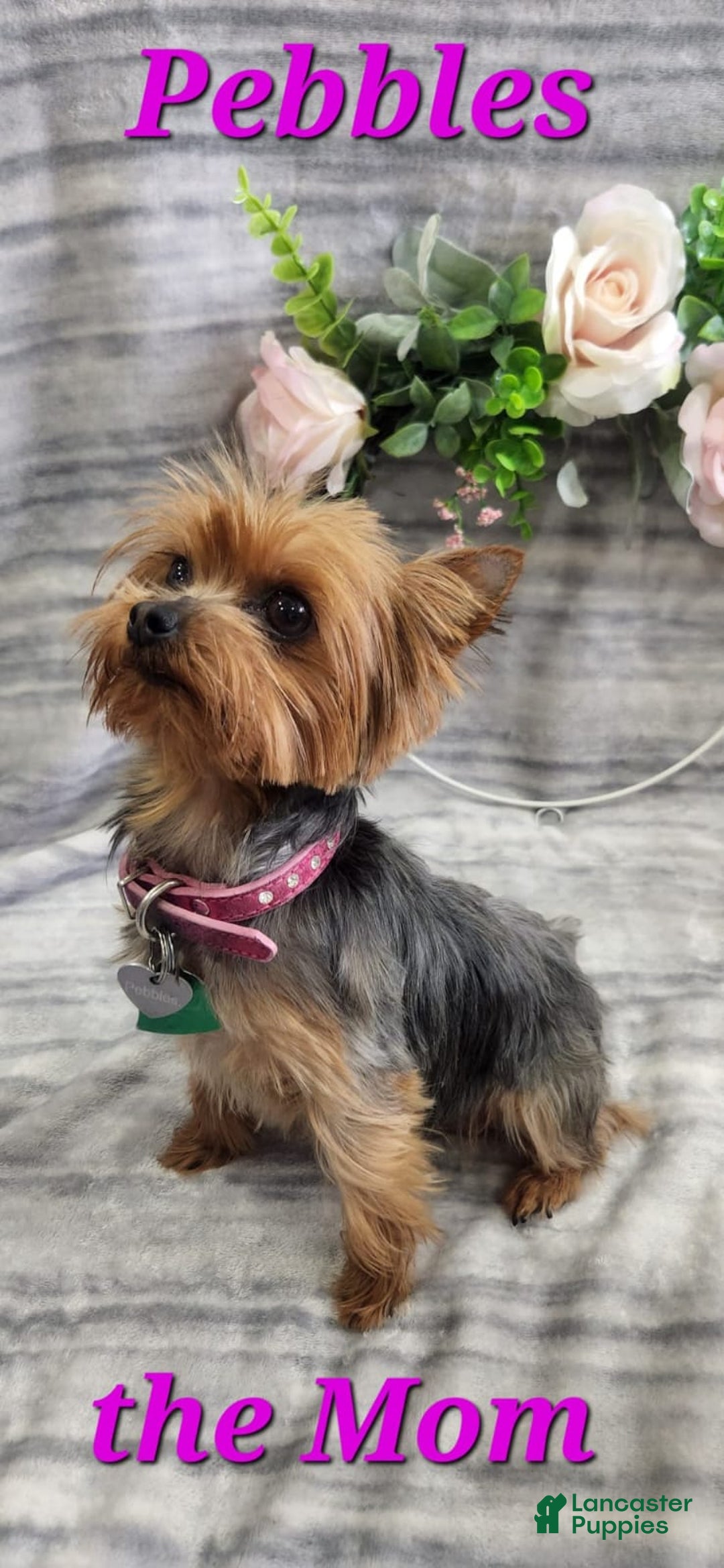 Yorkiepoo dogs for sale: Piper - Ad 6