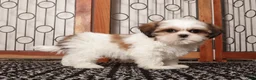 Shih Tzu dogs for sale: Wambo - Ad 3