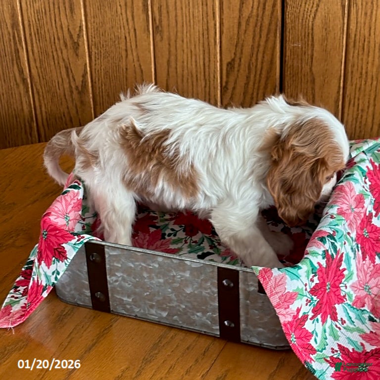 Cavalier King Charles Spaniel dogs Montey - Ad 2