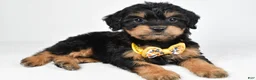 Mixed Breed dogs for sale: Tyson - Ad 5