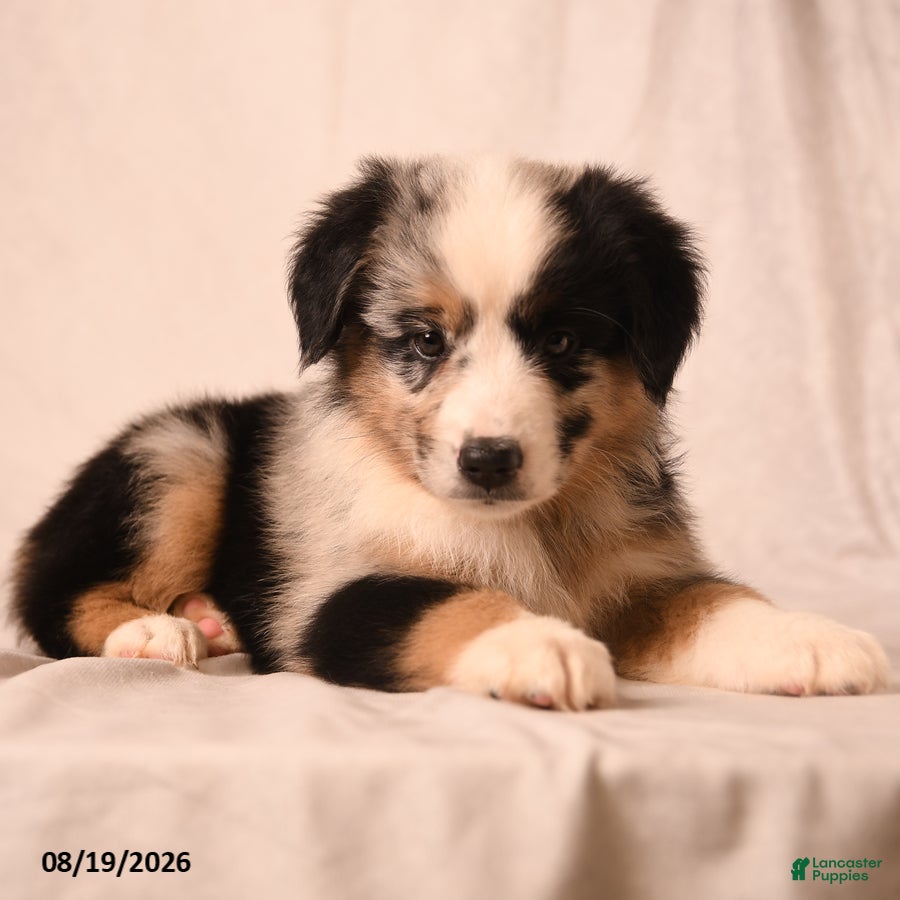 Miniature Australian Shepherd dogs Pickles - Ad 2