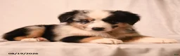 Miniature Australian Shepherd dogs for sale: Pickles - Ad 2