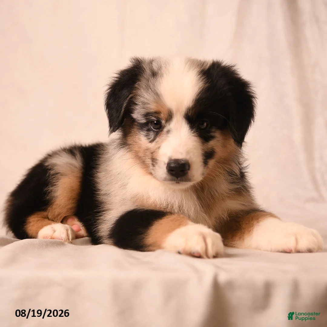 Miniature Australian Shepherd dogs for sale: Pickles - Ad 2