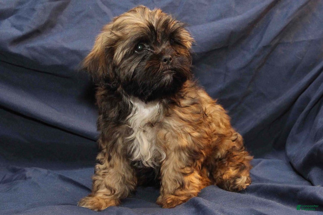 Shihpoo dogs for sale: Tate - Ad 1
