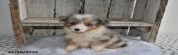 Australian Shepherd dogs for sale: Milo - Ad 2
