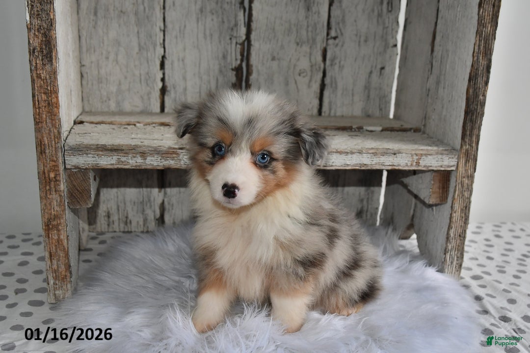 Australian Shepherd dogs for sale: Milo - Ad 2