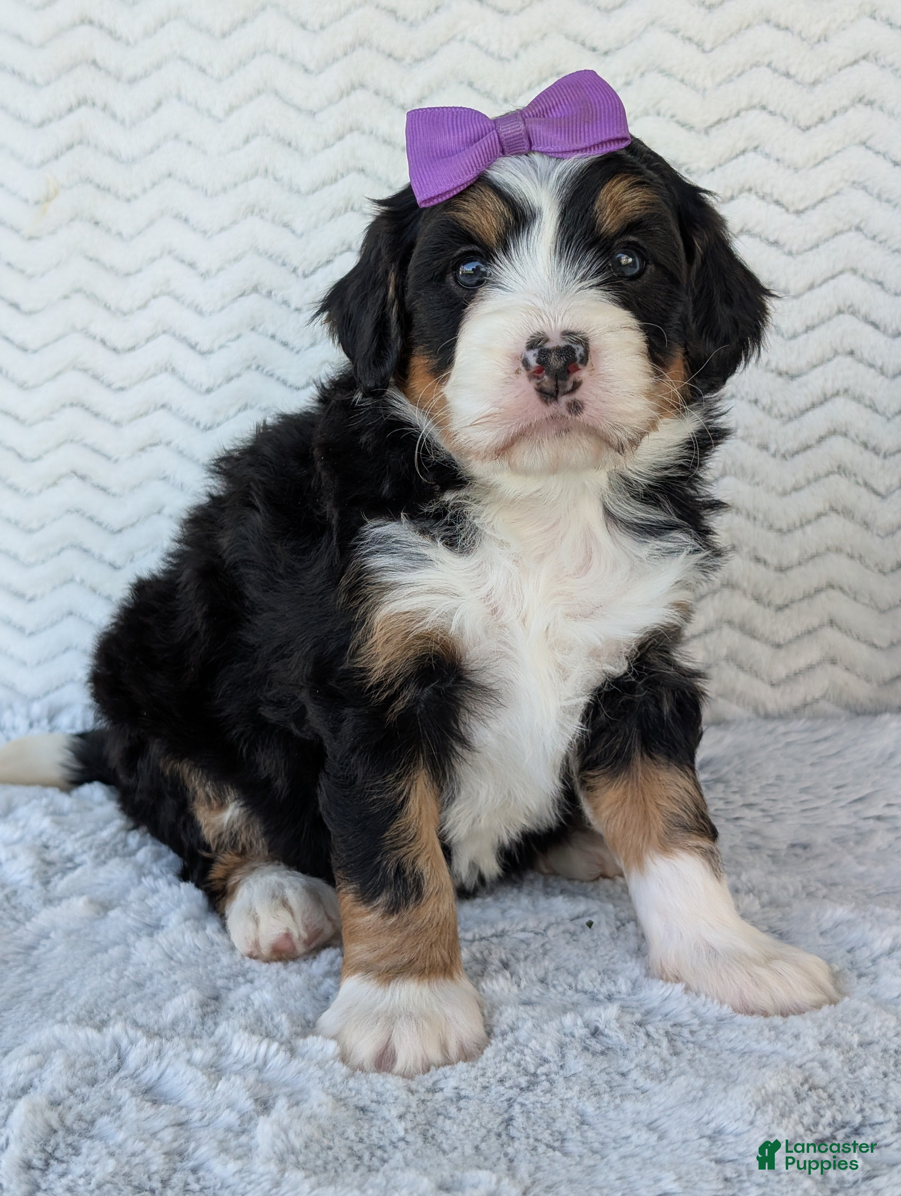 Mini Bernedoodle dogs Mini Bobbin  - Ad 2