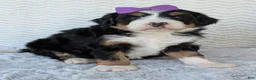 Mini Bernedoodle dogs for sale: Mini Bobbin  - Ad 2