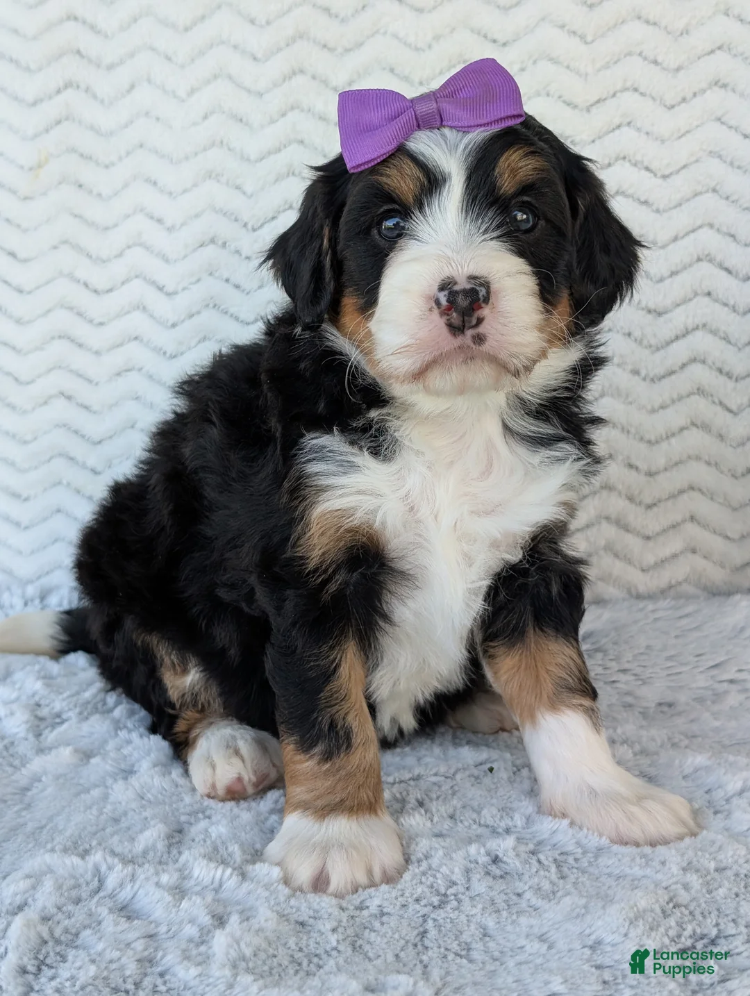 Mini Bernedoodle dogs for sale: Mini Bobbin  - Ad 2