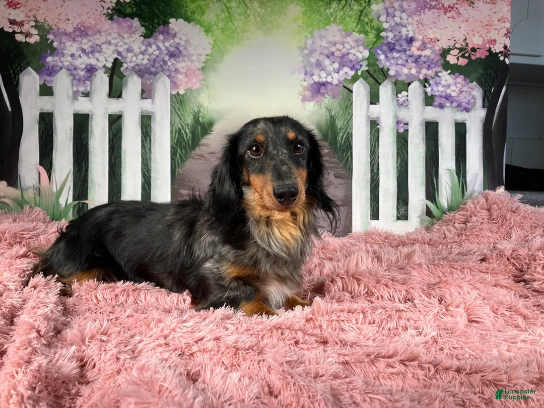 Miniature Dachshund dogs for sale: AKC-Elsa - Ad 12