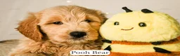 Goldendoodle dogs for sale: Pooh Bear - Ad 12