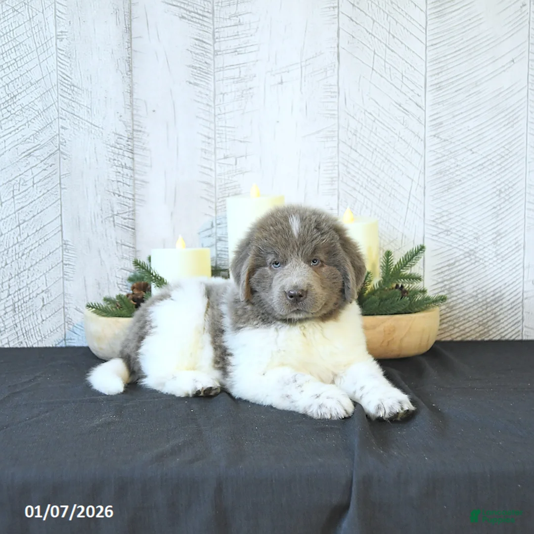 Newfoundland dogs for sale: Oliver - Ad 8
