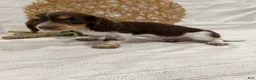 Miniature Dachshund dogs for sale: River - Ad 9