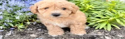 Bichpoo dogs for sale: Marley  - Ad 5
