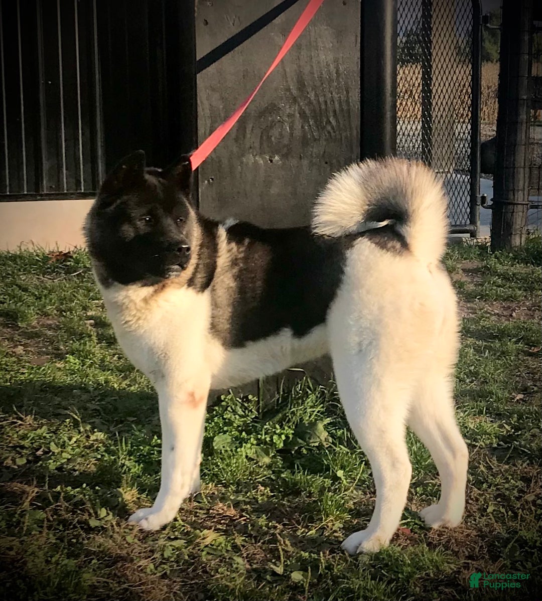Akita dogs for sale: Angela - Ad 3