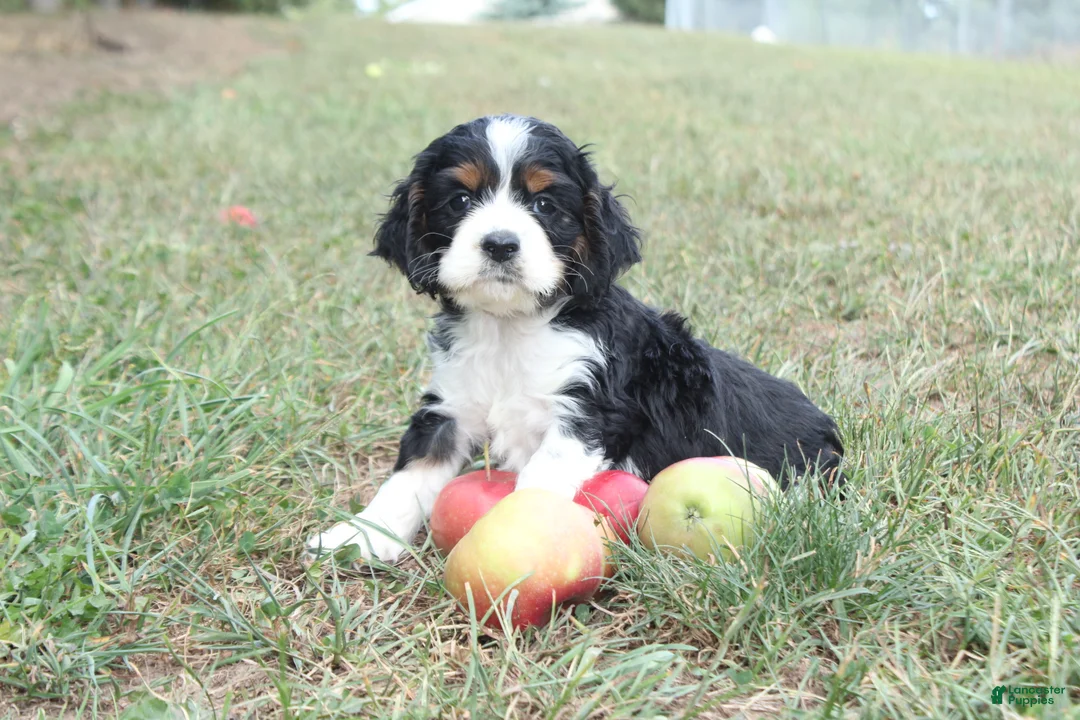 Cocker Spaniel dogs for sale: Cory - Ad 2