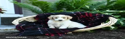 Goldendoodle dogs for sale: River - Ad 1