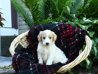 Goldendoodle dogs for sale: River - Ad 3
