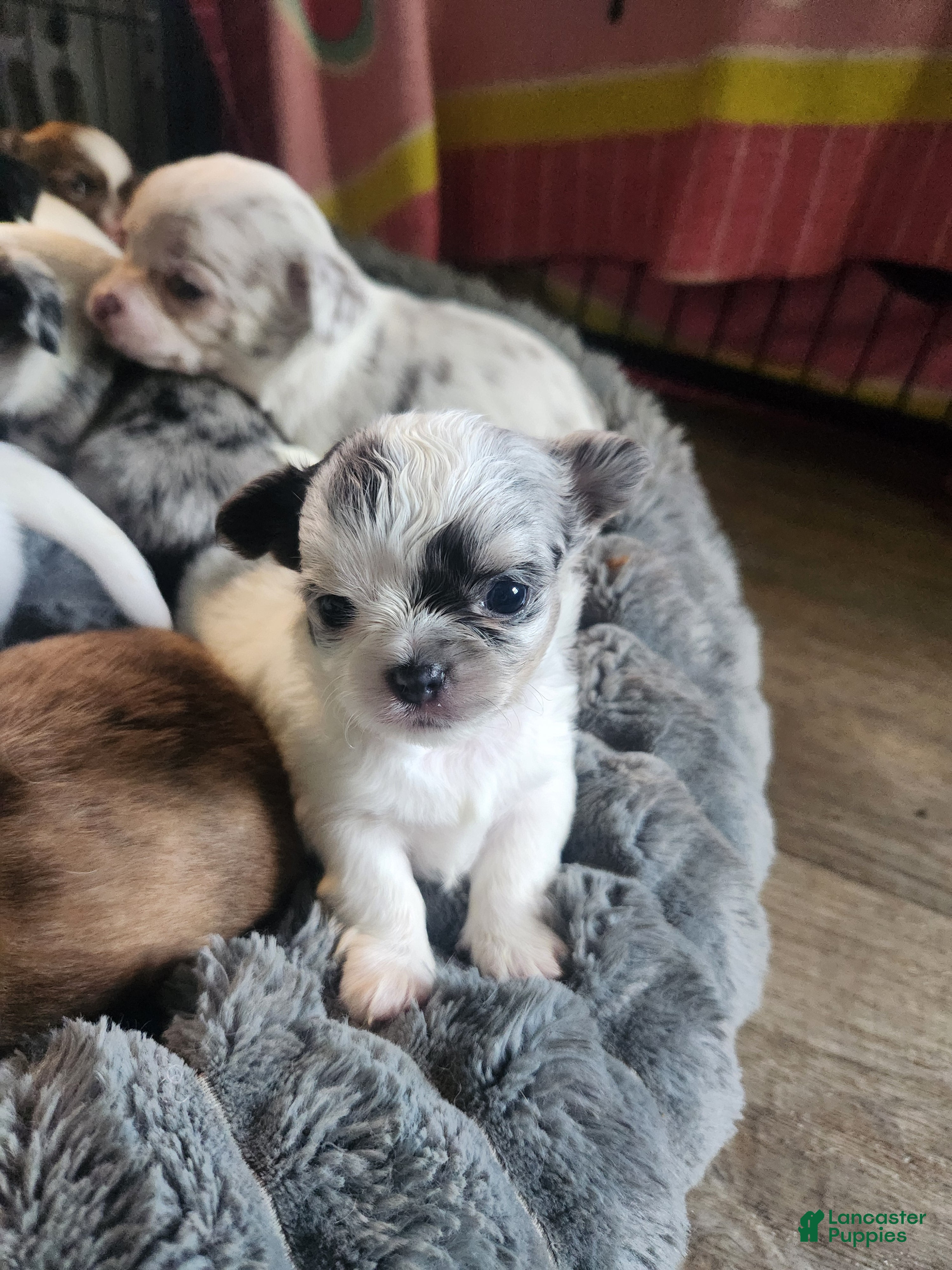 Chihuahua dogs COSMO - Ad 22