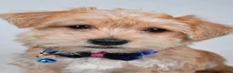 Morkie dogs for sale: Gunner - Ad 7