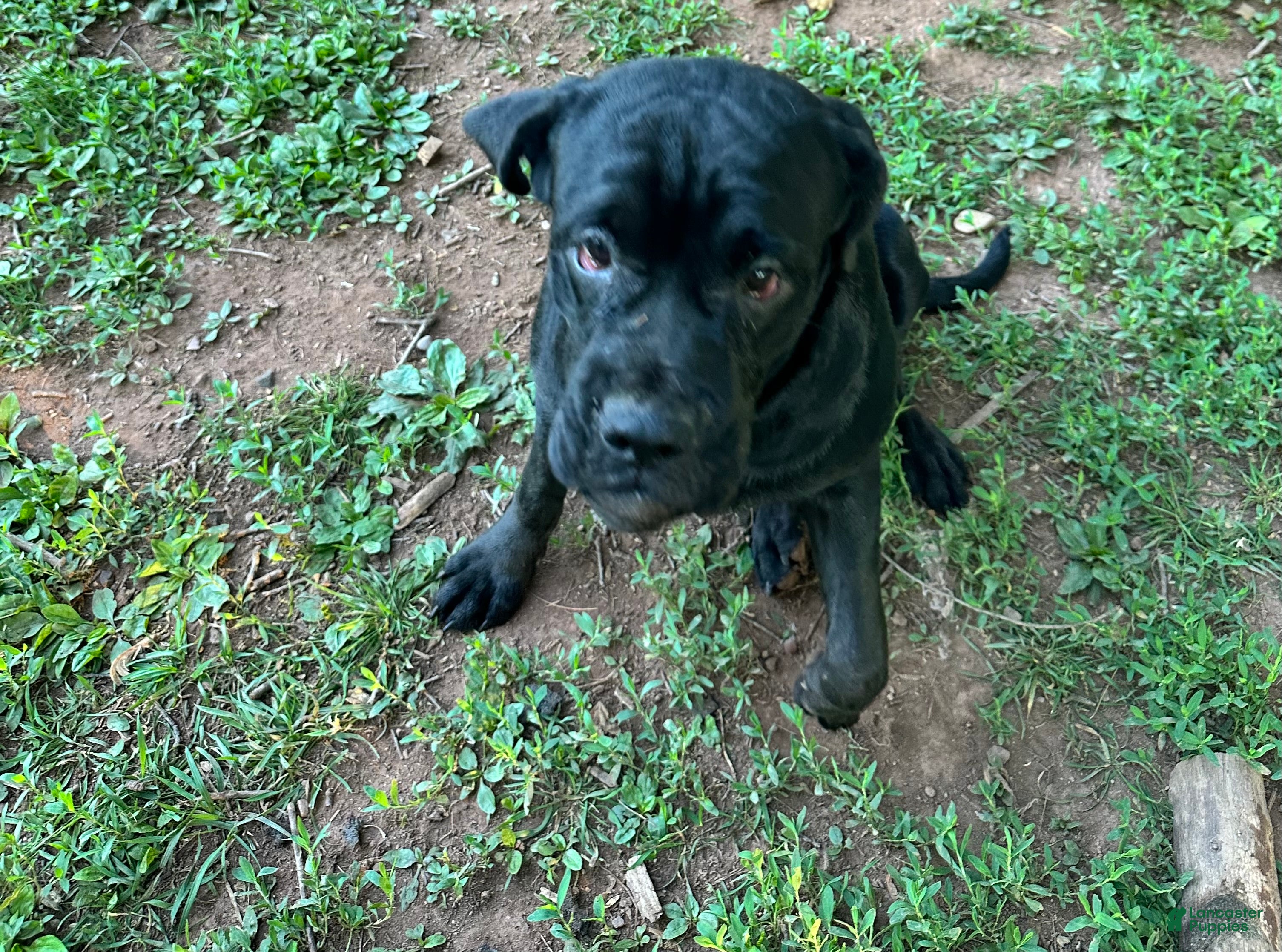 Mixed Breed dogs Cane Corso-Rottweiler - Ad 1