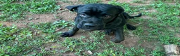 Mixed Breed dogs for sale: Cane Corso-Rottweiler - Ad 1