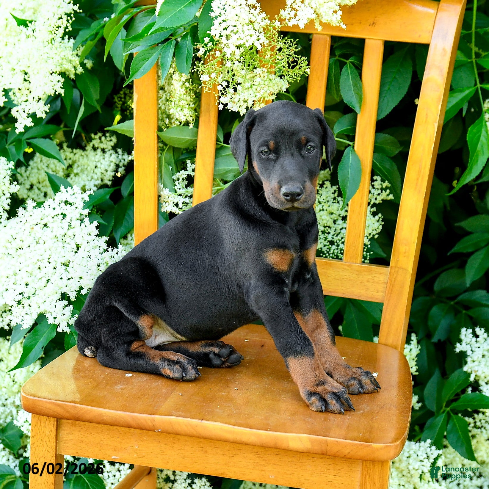 Doberman Pinscher dogs for sale: Layla - Ad 5
