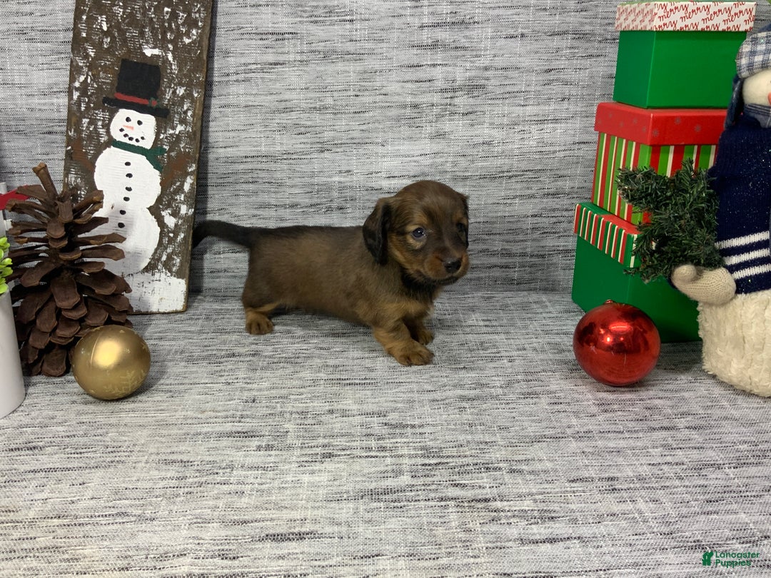 Miniature Dachshund dogs for sale: Nora - Ad 5